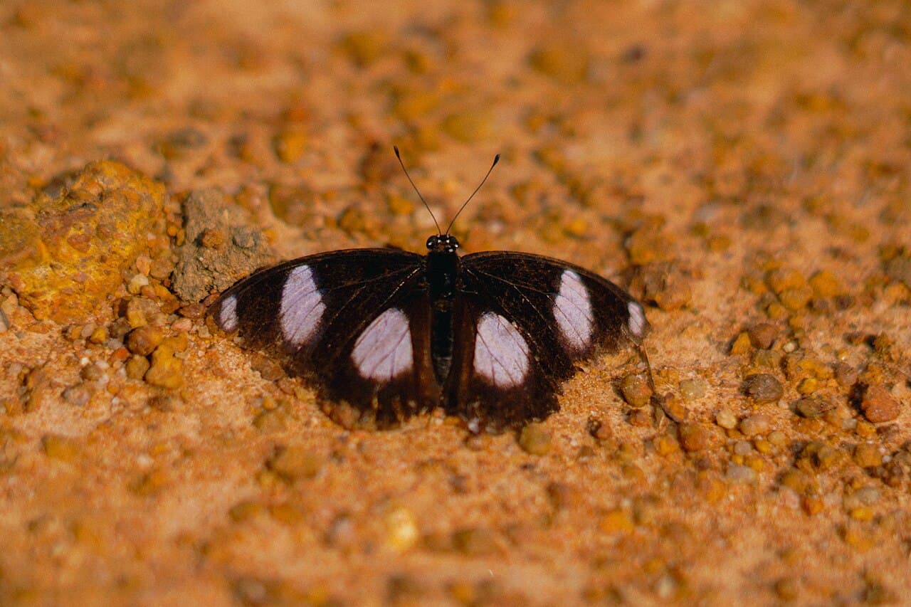This is the male of this particular species, The female mimic the African Monarch (which is poisonous)