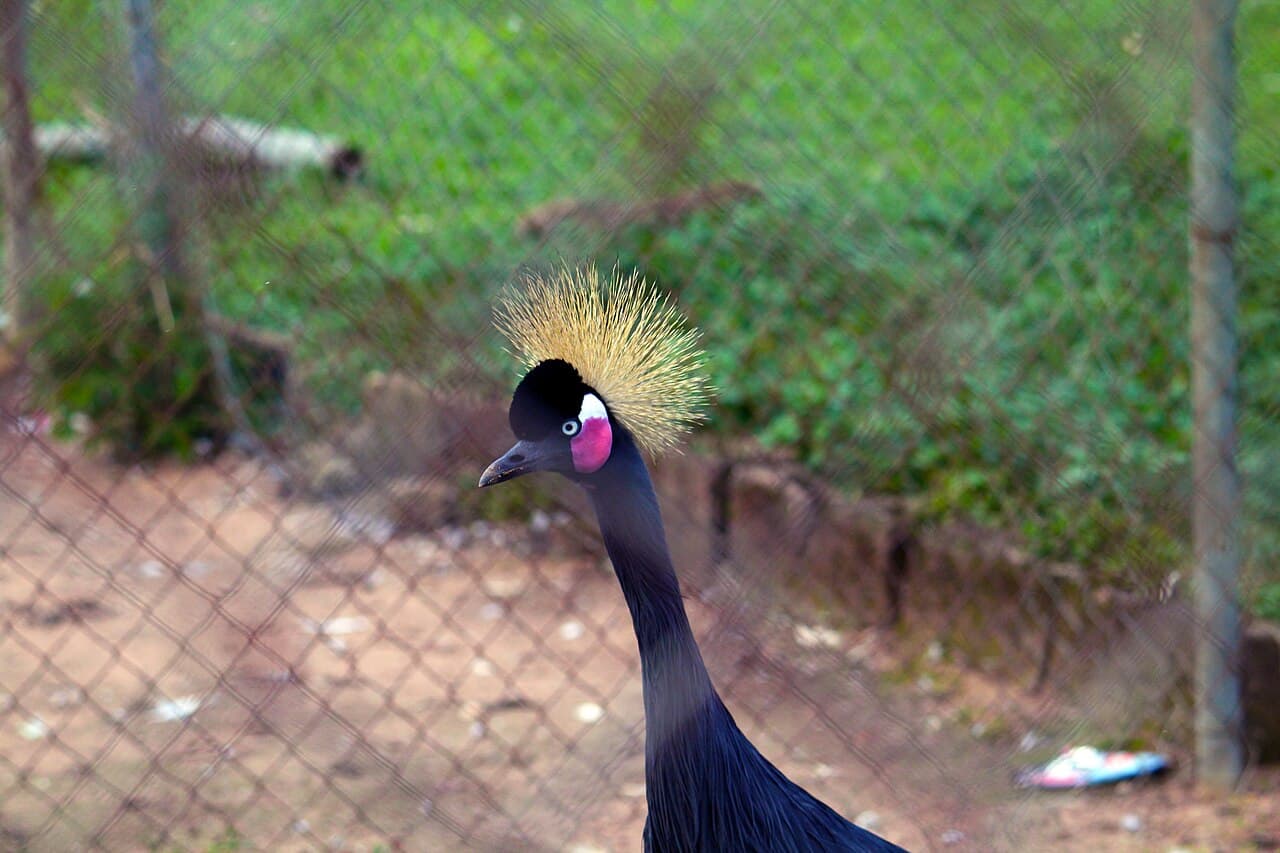 A peacock in Jos Wildlife Park