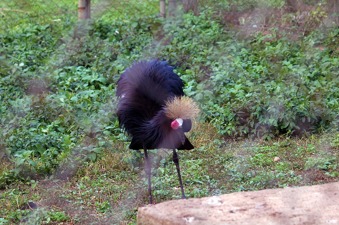 A peacock in Jos Wildlife Park