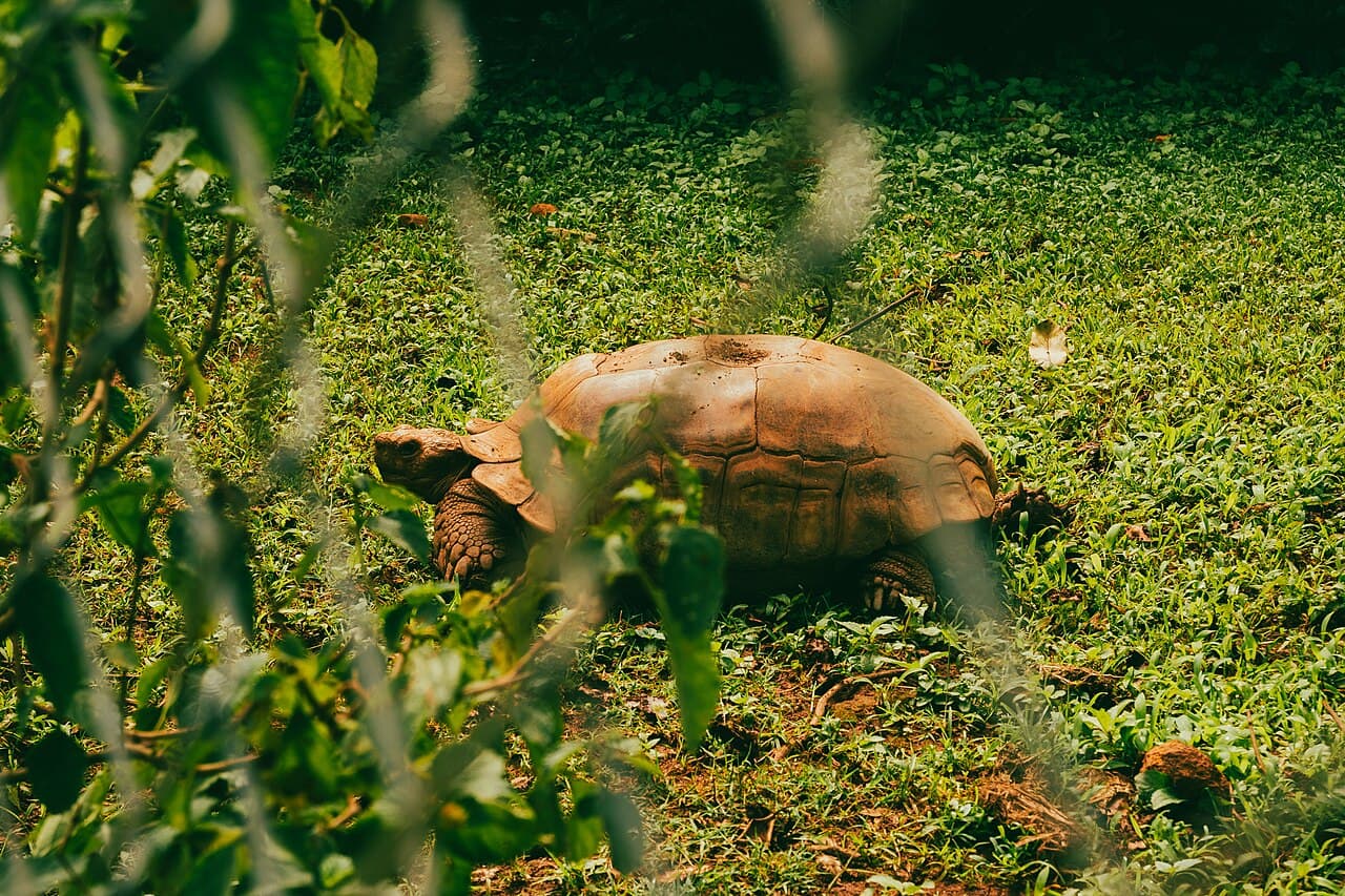 Tortioise