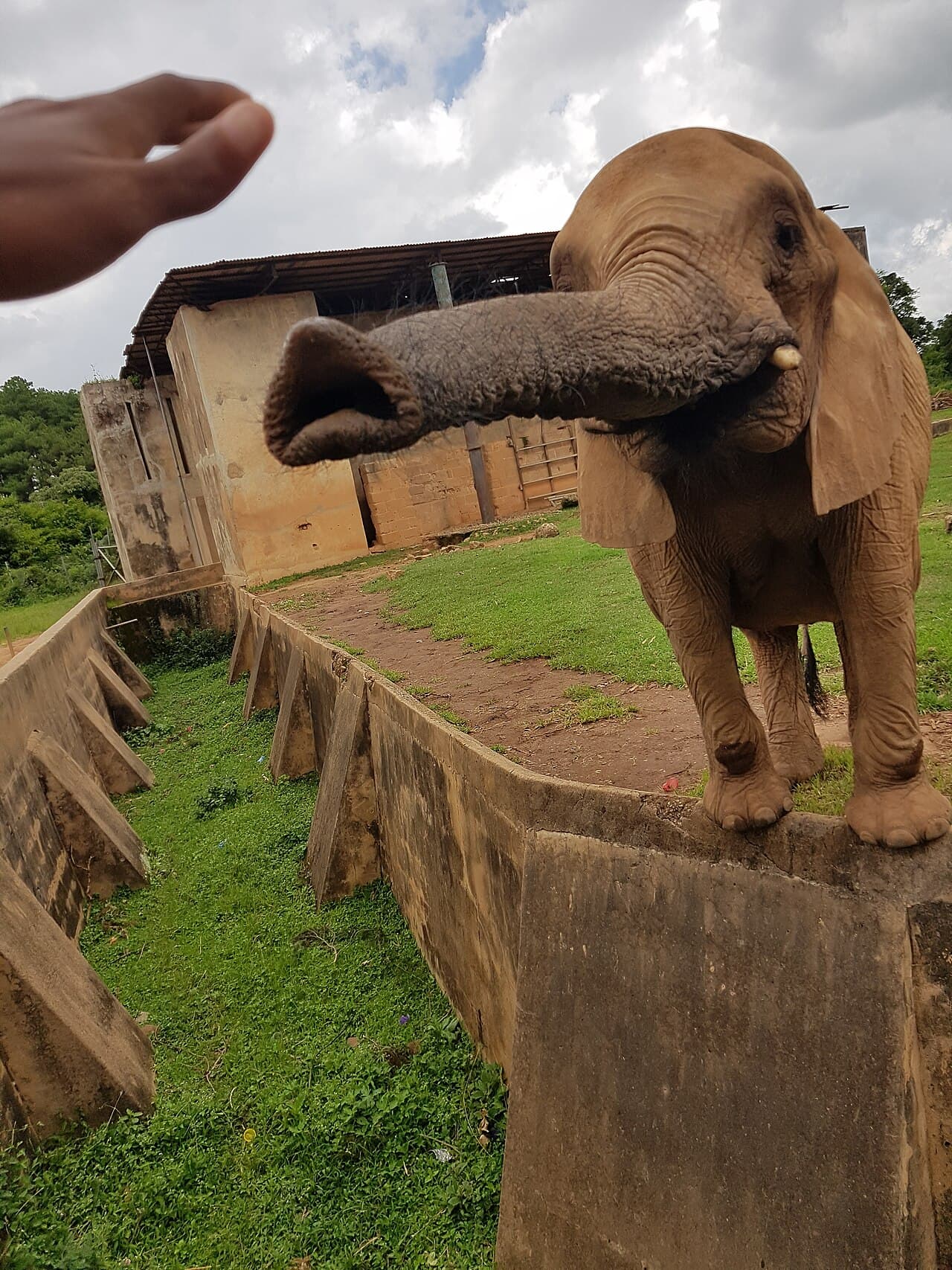 Elephant at Jos Wildlife park
