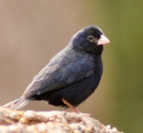 A bird species found on the Jos Plateau, Nigeria