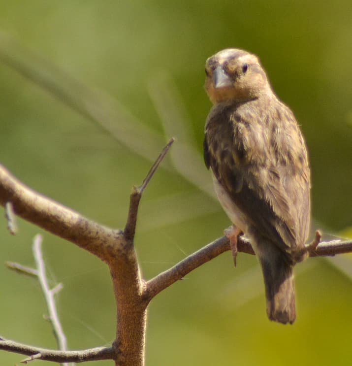 Female indigo bird seen on Shere hill, Jos plateau